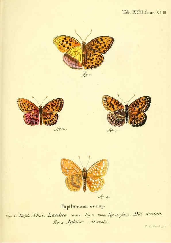 Reproducción/Reproduction 6102776425: Die Schmetterlinge in Abbildungen nach der Natur. v.1 plates. Leipzig :T.O. Weigel,[1829-1839] 
