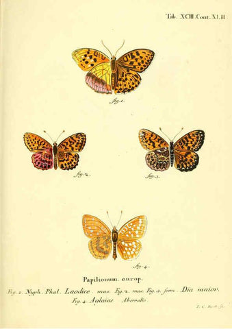 Reproducción/Reproduction 6102776425: Die Schmetterlinge in Abbildungen nach der Natur. v.1 plates. Leipzig :T.O. Weigel,[1829-1839] 