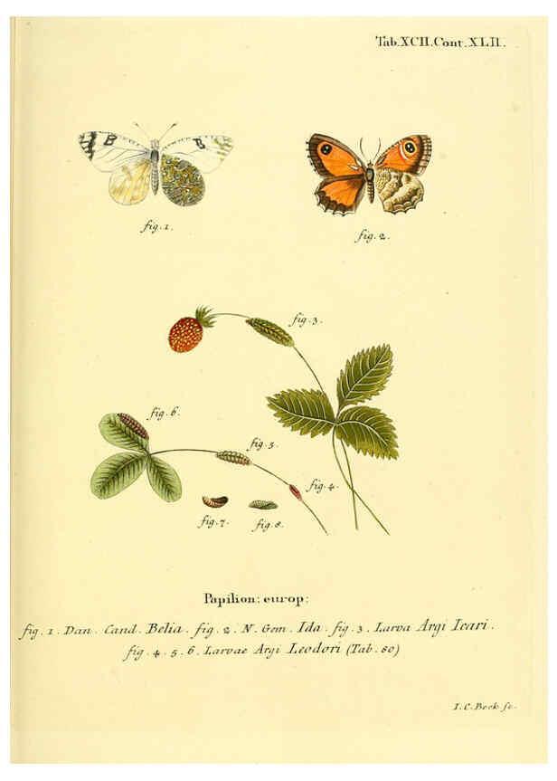 Reproducción/Reproduction 6103322038: Die Schmetterlinge in Abbildungen nach der Natur. v.1 plates. Leipzig :T.O. Weigel,[1829-1839] 