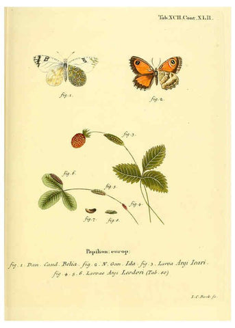 Reproducción/Reproduction 6103322038: Die Schmetterlinge in Abbildungen nach der Natur. v.1 plates. Leipzig :T.O. Weigel,[1829-1839] 