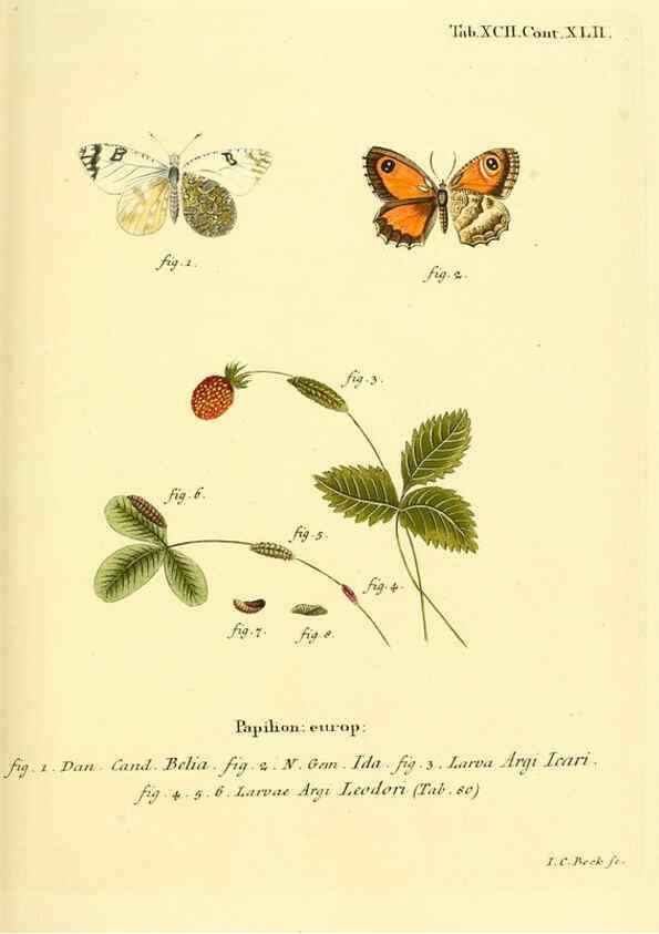 Reproducción/Reproduction 6103322038: Die Schmetterlinge in Abbildungen nach der Natur. v.1 plates. Leipzig :T.O. Weigel,[1829-1839] 