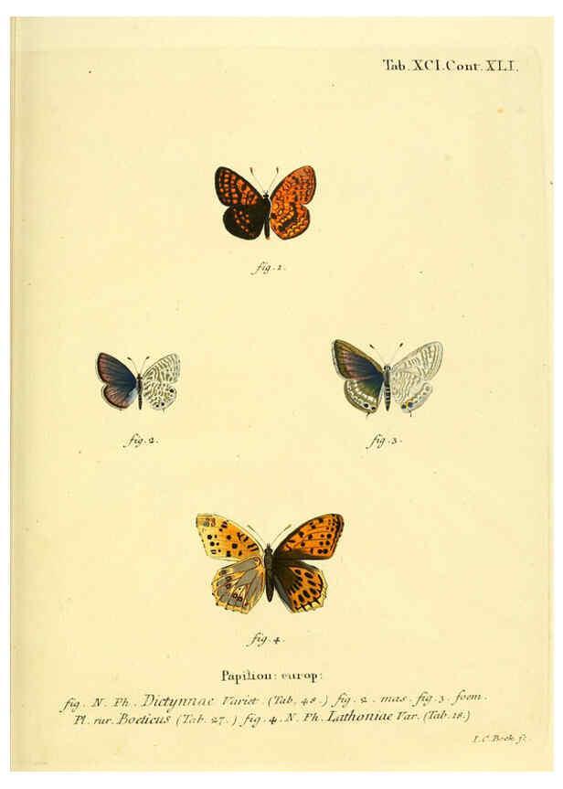 Reproducción/Reproduction 6102775709: Die Schmetterlinge in Abbildungen nach der Natur. v.1 plates. Leipzig :T.O. Weigel,[1829-1839] 