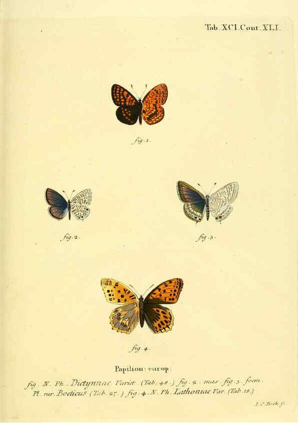 Reproducción/Reproduction 6102775709: Die Schmetterlinge in Abbildungen nach der Natur. v.1 plates. Leipzig :T.O. Weigel,[1829-1839] 