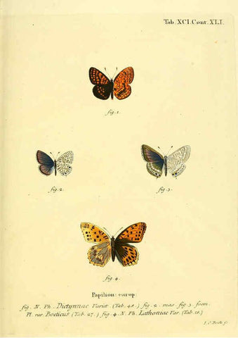 Reproducción/Reproduction 6102775709: Die Schmetterlinge in Abbildungen nach der Natur. v.1 plates. Leipzig :T.O. Weigel,[1829-1839] 