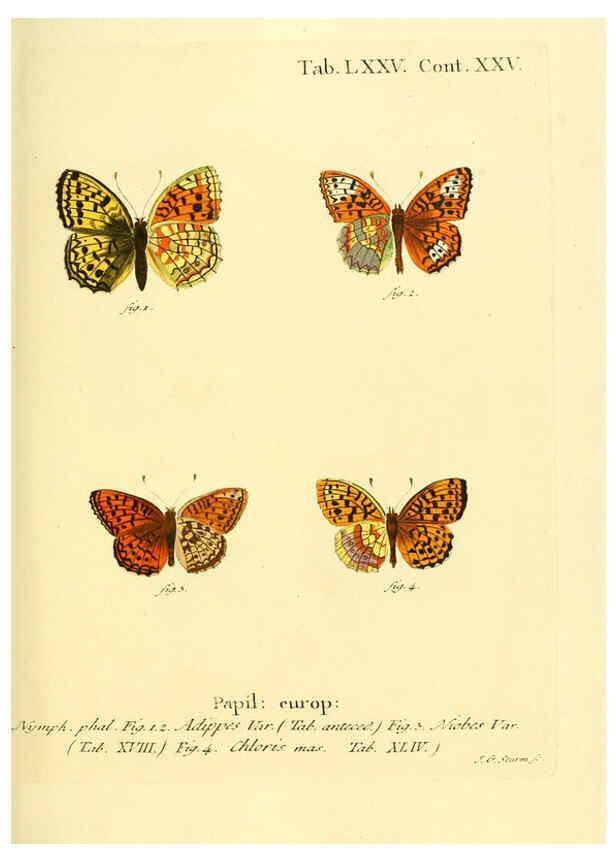 Reproducción/Reproduction 6102771331: Die Schmetterlinge in Abbildungen nach der Natur. v.1 plates. Leipzig :T.O. Weigel,[1829-1839] 