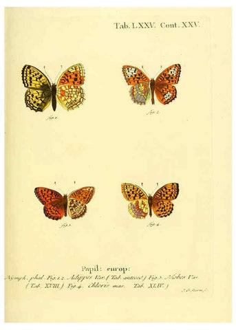Reproducción/Reproduction 6102771331: Die Schmetterlinge in Abbildungen nach der Natur. v.1 plates. Leipzig :T.O. Weigel,[1829-1839] 