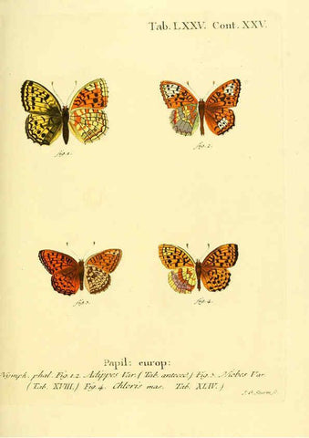 Reproducción/Reproduction 6102771331: Die Schmetterlinge in Abbildungen nach der Natur. v.1 plates. Leipzig :T.O. Weigel,[1829-1839] 