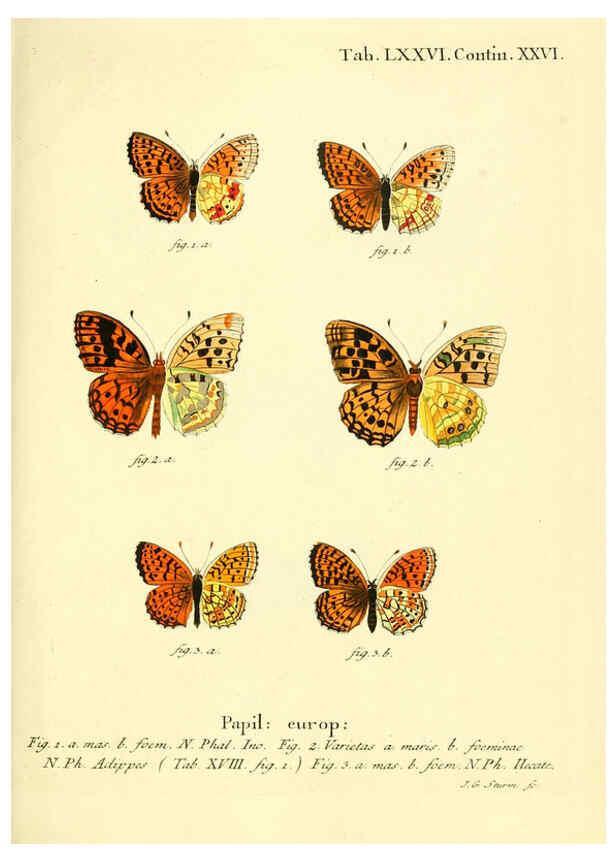 Reproducción/Reproduction 6103317686: Die Schmetterlinge in Abbildungen nach der Natur. v.1 plates. Leipzig :T.O. Weigel,[1829-1839] 