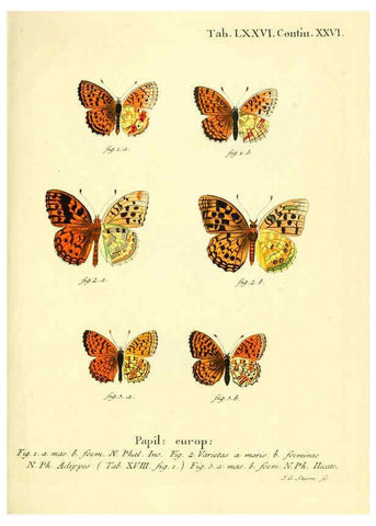 Reproducción/Reproduction 6103317686: Die Schmetterlinge in Abbildungen nach der Natur. v.1 plates. Leipzig :T.O. Weigel,[1829-1839] 