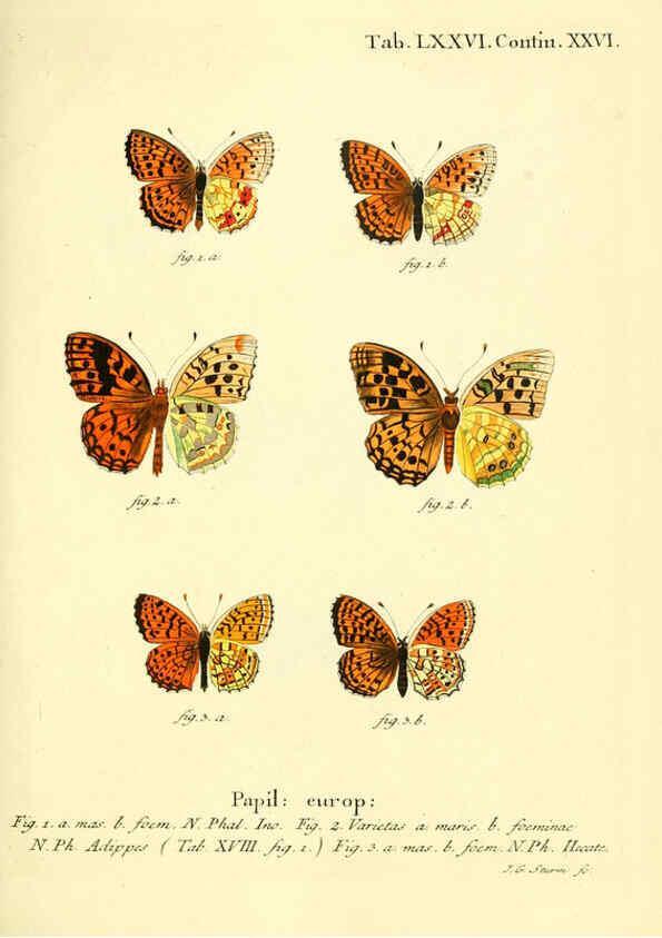 Reproducción/Reproduction 6103317686: Die Schmetterlinge in Abbildungen nach der Natur. v.1 plates. Leipzig :T.O. Weigel,[1829-1839] 