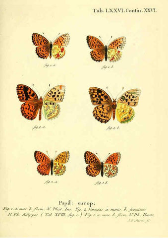 Reproducción/Reproduction 6103317686: Die Schmetterlinge in Abbildungen nach der Natur. v.1 plates. Leipzig :T.O. Weigel,[1829-1839] 