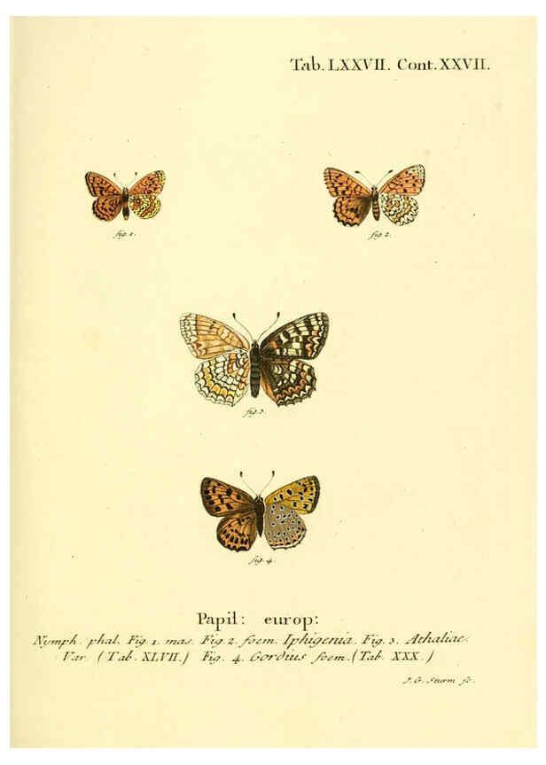 Reproducción/Reproduction 6102771739: Die Schmetterlinge in Abbildungen nach der Natur. v.1 plates. Leipzig :T.O. Weigel,[1829-1839] 
