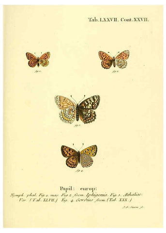 Reproducción/Reproduction 6102771739: Die Schmetterlinge in Abbildungen nach der Natur. v.1 plates. Leipzig :T.O. Weigel,[1829-1839] 