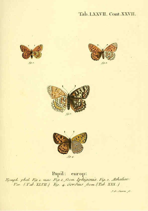 Reproducción/Reproduction 6102771739: Die Schmetterlinge in Abbildungen nach der Natur. v.1 plates. Leipzig :T.O. Weigel,[1829-1839] 
