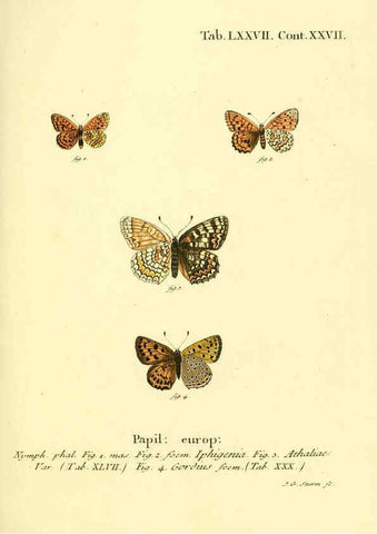 Reproducción/Reproduction 6102771739: Die Schmetterlinge in Abbildungen nach der Natur. v.1 plates. Leipzig :T.O. Weigel,[1829-1839] 