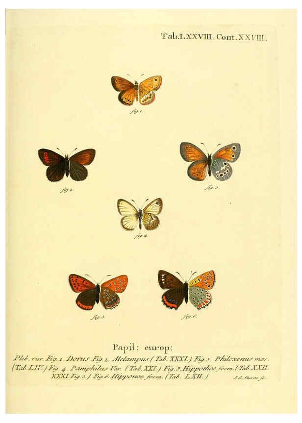 Reproducción/Reproduction 6102771939: Die Schmetterlinge in Abbildungen nach der Natur. v.1 plates. Leipzig :T.O. Weigel,[1829-1839] 