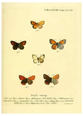Reproducción/Reproduction 6102771939: Die Schmetterlinge in Abbildungen nach der Natur. v.1 plates. Leipzig :T.O. Weigel,[1829-1839] 