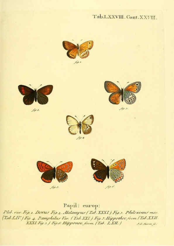 Reproducción/Reproduction 6102771939: Die Schmetterlinge in Abbildungen nach der Natur. v.1 plates. Leipzig :T.O. Weigel,[1829-1839] 