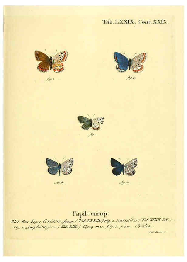 Reproducción/Reproduction 6103318404: Die Schmetterlinge in Abbildungen nach der Natur. v.1 plates. Leipzig :T.O. Weigel,[1829-1839] 