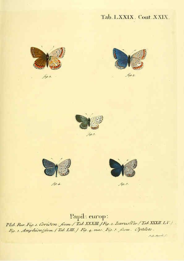 Reproducción/Reproduction 6103318404: Die Schmetterlinge in Abbildungen nach der Natur. v.1 plates. Leipzig :T.O. Weigel,[1829-1839] 