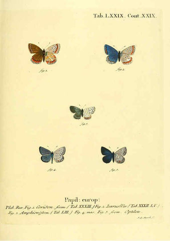 Reproducción/Reproduction 6103318404: Die Schmetterlinge in Abbildungen nach der Natur. v.1 plates. Leipzig :T.O. Weigel,[1829-1839] 