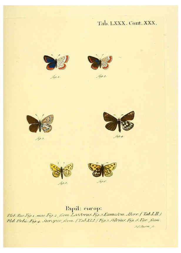 Reproducción/Reproduction 6103318662: Die Schmetterlinge in Abbildungen nach der Natur. v.1 plates. Leipzig :T.O. Weigel,[1829-1839] 
