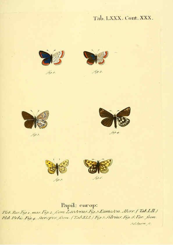 Reproducción/Reproduction 6103318662: Die Schmetterlinge in Abbildungen nach der Natur. v.1 plates. Leipzig :T.O. Weigel,[1829-1839] 
