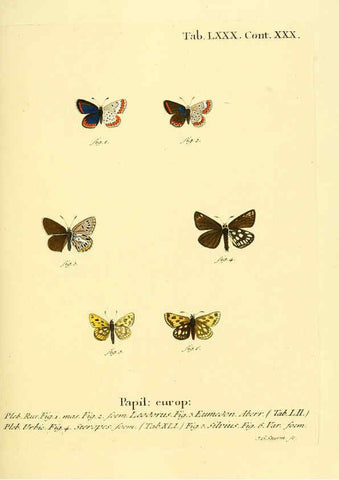 Reproducción/Reproduction 6103318662: Die Schmetterlinge in Abbildungen nach der Natur. v.1 plates. Leipzig :T.O. Weigel,[1829-1839] 