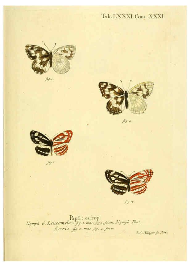 Reproducción/Reproduction 6102772749: Die Schmetterlinge in Abbildungen nach der Natur. v.1 plates. Leipzig :T.O. Weigel,[1829-1839] 