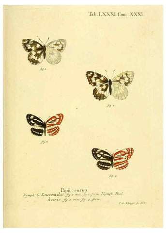 Reproducción/Reproduction 6102772749: Die Schmetterlinge in Abbildungen nach der Natur. v.1 plates. Leipzig :T.O. Weigel,[1829-1839] 