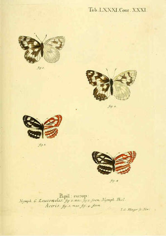 Reproducción/Reproduction 6102772749: Die Schmetterlinge in Abbildungen nach der Natur. v.1 plates. Leipzig :T.O. Weigel,[1829-1839] 