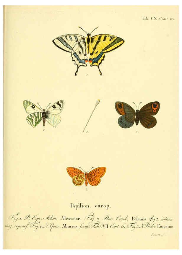 Reproducción/Reproduction 6102781283: Die Schmetterlinge in Abbildungen nach der Natur. v.1 plates. Leipzig :T.O. Weigel,[1829-1839] 