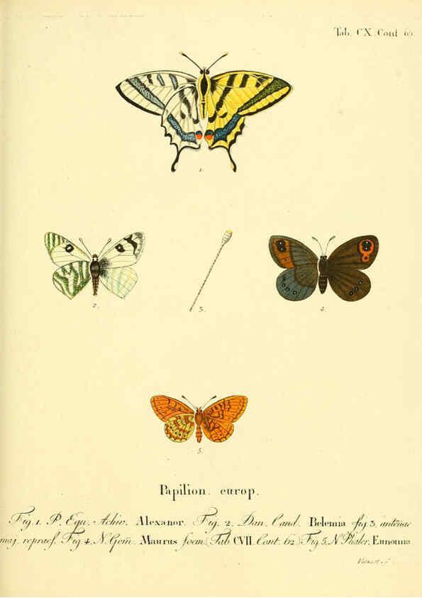 Reproducción/Reproduction 6102781283: Die Schmetterlinge in Abbildungen nach der Natur. v.1 plates. Leipzig :T.O. Weigel,[1829-1839] 