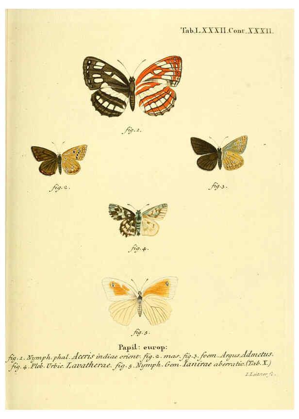 Reproducción/Reproduction 6102773089: Die Schmetterlinge in Abbildungen nach der Natur. v.1 plates. Leipzig :T.O. Weigel,[1829-1839] 