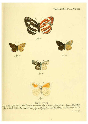 Reproducción/Reproduction 6102773089: Die Schmetterlinge in Abbildungen nach der Natur. v.1 plates. Leipzig :T.O. Weigel,[1829-1839] 