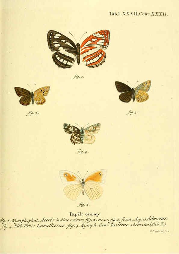 Reproducción/Reproduction 6102773089: Die Schmetterlinge in Abbildungen nach der Natur. v.1 plates. Leipzig :T.O. Weigel,[1829-1839] 
