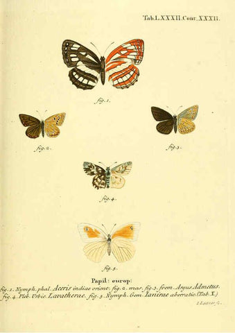 Reproducción/Reproduction 6102773089: Die Schmetterlinge in Abbildungen nach der Natur. v.1 plates. Leipzig :T.O. Weigel,[1829-1839] 