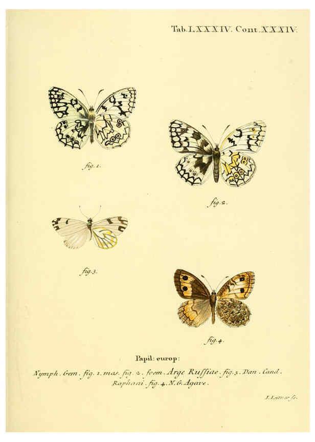 Reproducción/Reproduction 6102773777: Die Schmetterlinge in Abbildungen nach der Natur. v.1 plates. Leipzig :T.O. Weigel,[1829-1839] 