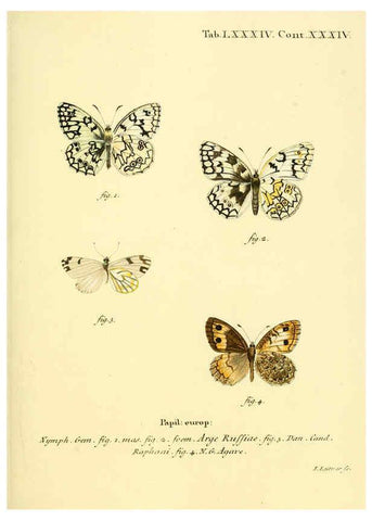 Reproducción/Reproduction 6102773777: Die Schmetterlinge in Abbildungen nach der Natur. v.1 plates. Leipzig :T.O. Weigel,[1829-1839] 