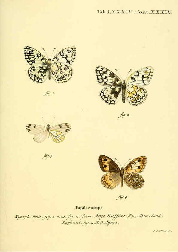 Reproducción/Reproduction 6102773777: Die Schmetterlinge in Abbildungen nach der Natur. v.1 plates. Leipzig :T.O. Weigel,[1829-1839] 