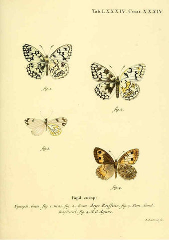 Reproducción/Reproduction 6102773777: Die Schmetterlinge in Abbildungen nach der Natur. v.1 plates. Leipzig :T.O. Weigel,[1829-1839] 