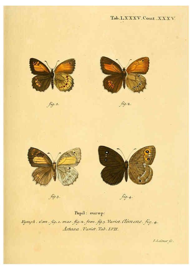 Reproducción/Reproduction 6102774033: Die Schmetterlinge in Abbildungen nach der Natur. v.1 plates. Leipzig :T.O. Weigel,[1829-1839] 
