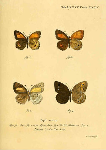 Reproducción/Reproduction 6102774033: Die Schmetterlinge in Abbildungen nach der Natur. v.1 plates. Leipzig :T.O. Weigel,[1829-1839] 