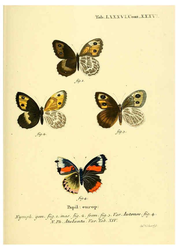 Reproducción/Reproduction 6102774401: Die Schmetterlinge in Abbildungen nach der Natur. v.1 plates. Leipzig :T.O. Weigel,[1829-1839] 