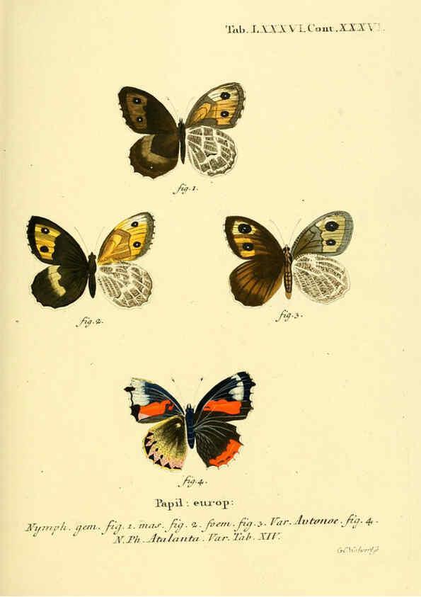 Reproducción/Reproduction 6102774401: Die Schmetterlinge in Abbildungen nach der Natur. v.1 plates. Leipzig :T.O. Weigel,[1829-1839] 