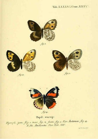 Reproducción/Reproduction 6102774401: Die Schmetterlinge in Abbildungen nach der Natur. v.1 plates. Leipzig :T.O. Weigel,[1829-1839] 