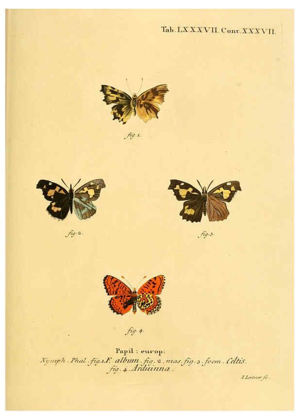 Reproducción/Reproduction 6102774647: Die Schmetterlinge in Abbildungen nach der Natur. v.1 plates. Leipzig :T.O. Weigel,[1829-1839] 