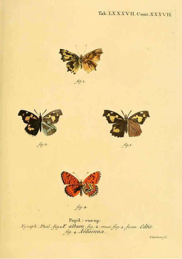 Reproducción/Reproduction 6102774647: Die Schmetterlinge in Abbildungen nach der Natur. v.1 plates. Leipzig :T.O. Weigel,[1829-1839] 