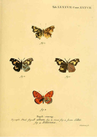 Reproducción/Reproduction 6102774647: Die Schmetterlinge in Abbildungen nach der Natur. v.1 plates. Leipzig :T.O. Weigel,[1829-1839] 