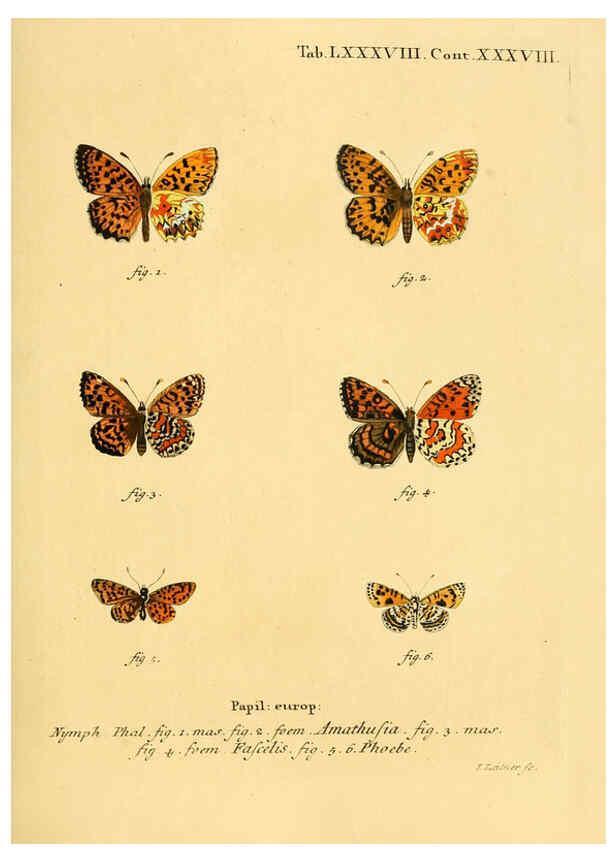 Reproducción/Reproduction 6102774849: Die Schmetterlinge in Abbildungen nach der Natur. v.1 plates. Leipzig :T.O. Weigel,[1829-1839] 
